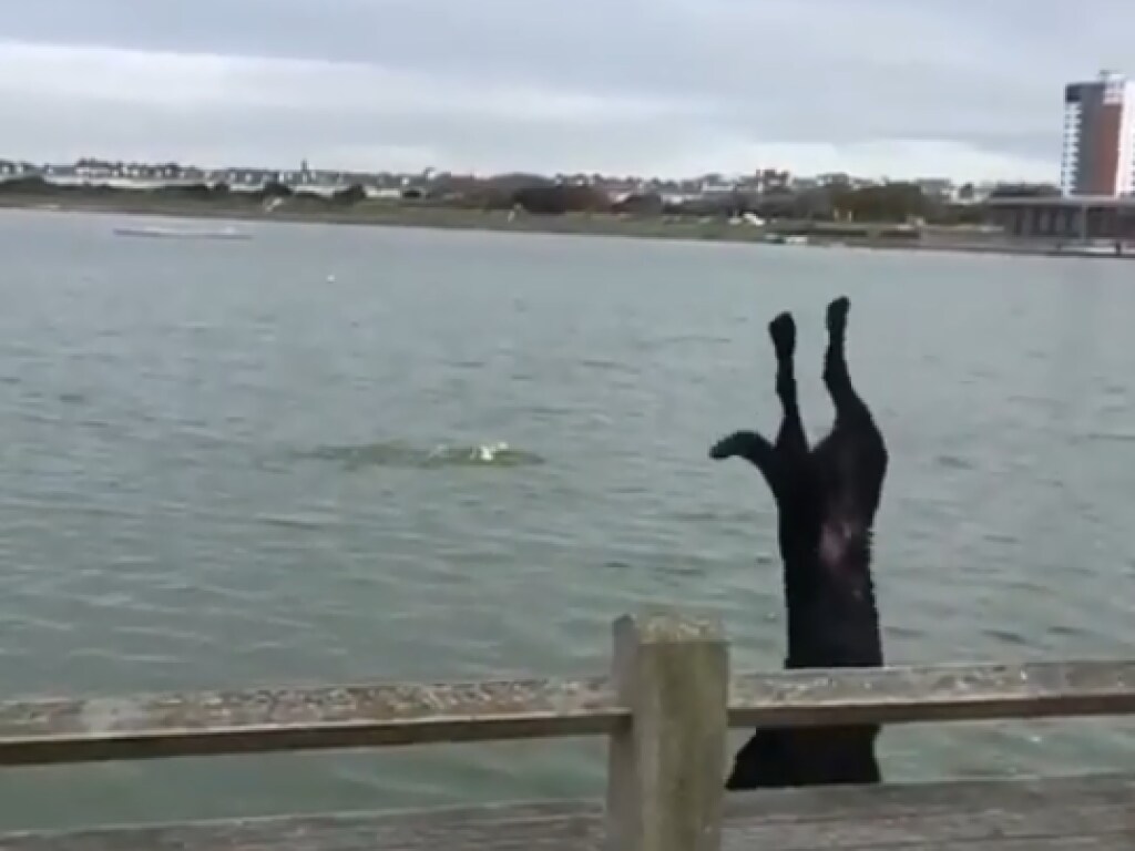 Собака торопилась к воде и внезапно совершила фантастическое сальто (ФОТО, ВИДЕО)