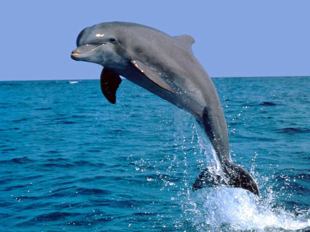 На популярном курорте Азовского моря дельфины устроили шоу для отдыхающих (ВИДЕО)