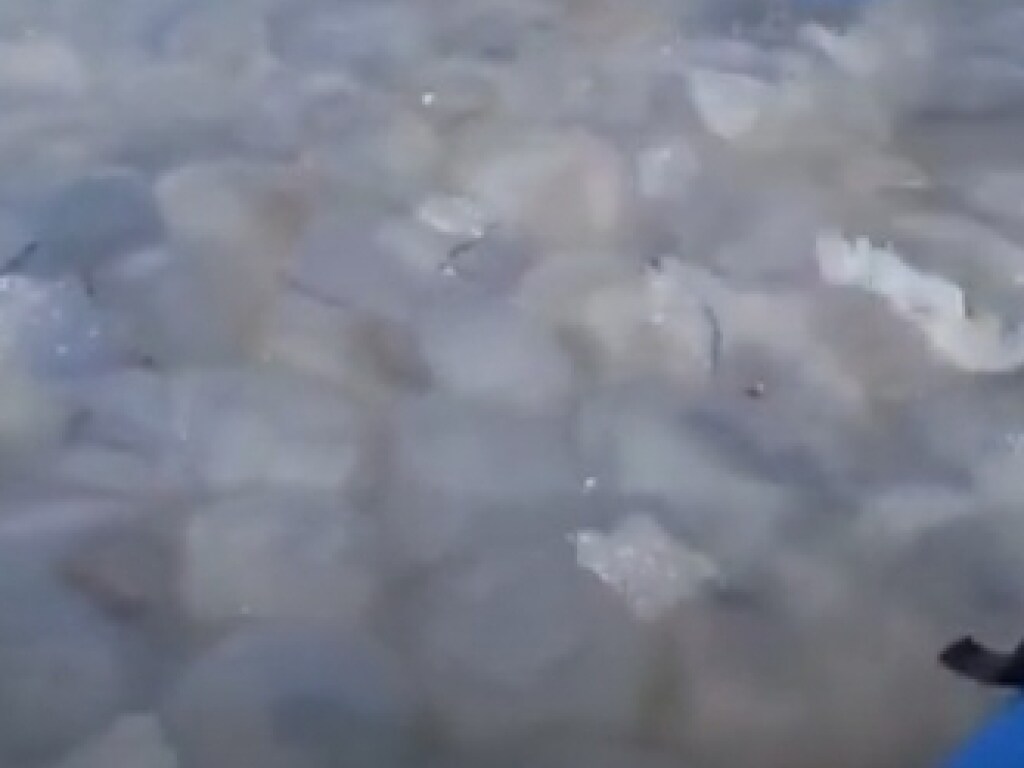 Море превратилось в «желе»: пугающее скопление медуз увидели в Бердянске (ВИДЕО)