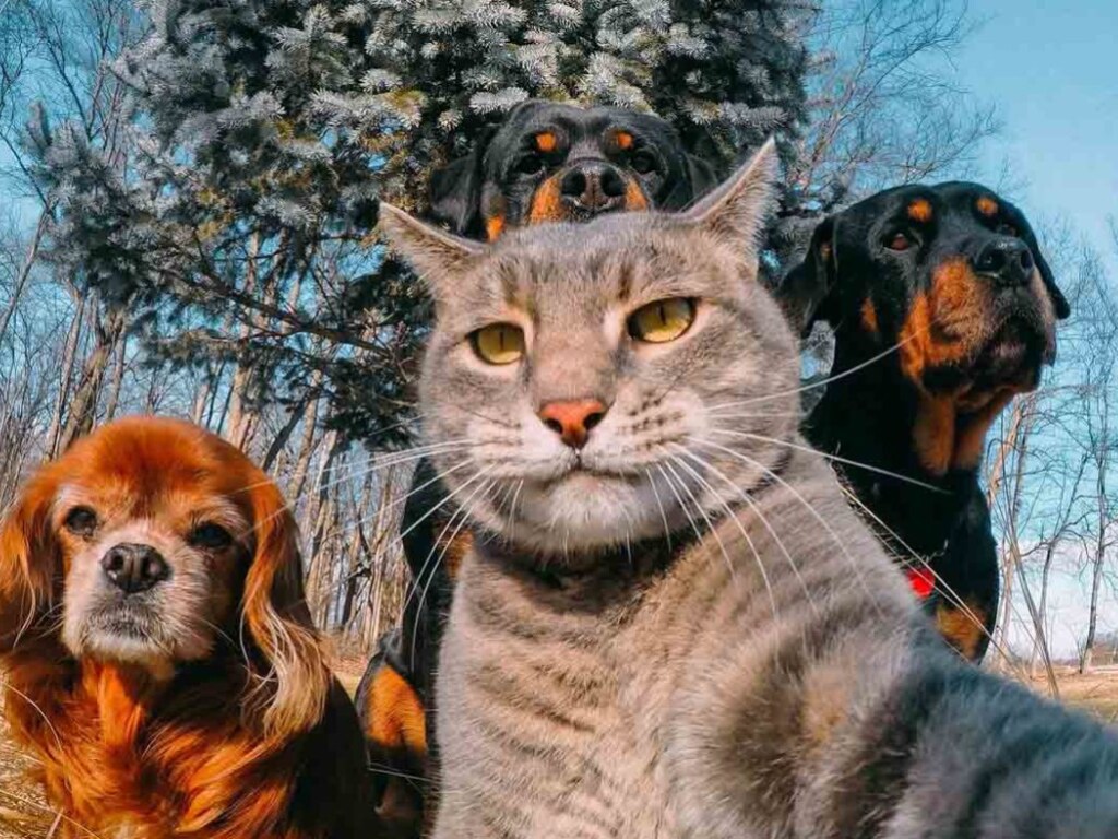 «Гормон любви»: ученые сравнили кошачью  слюну с собачьей и узнали много интересного