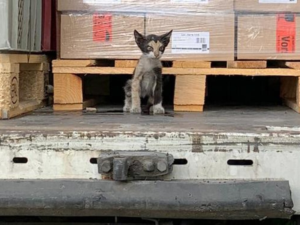 Маленький «заяц»: Котенок путешествовал из Туниса в Германию в опечатанной фуре (ФОТО)