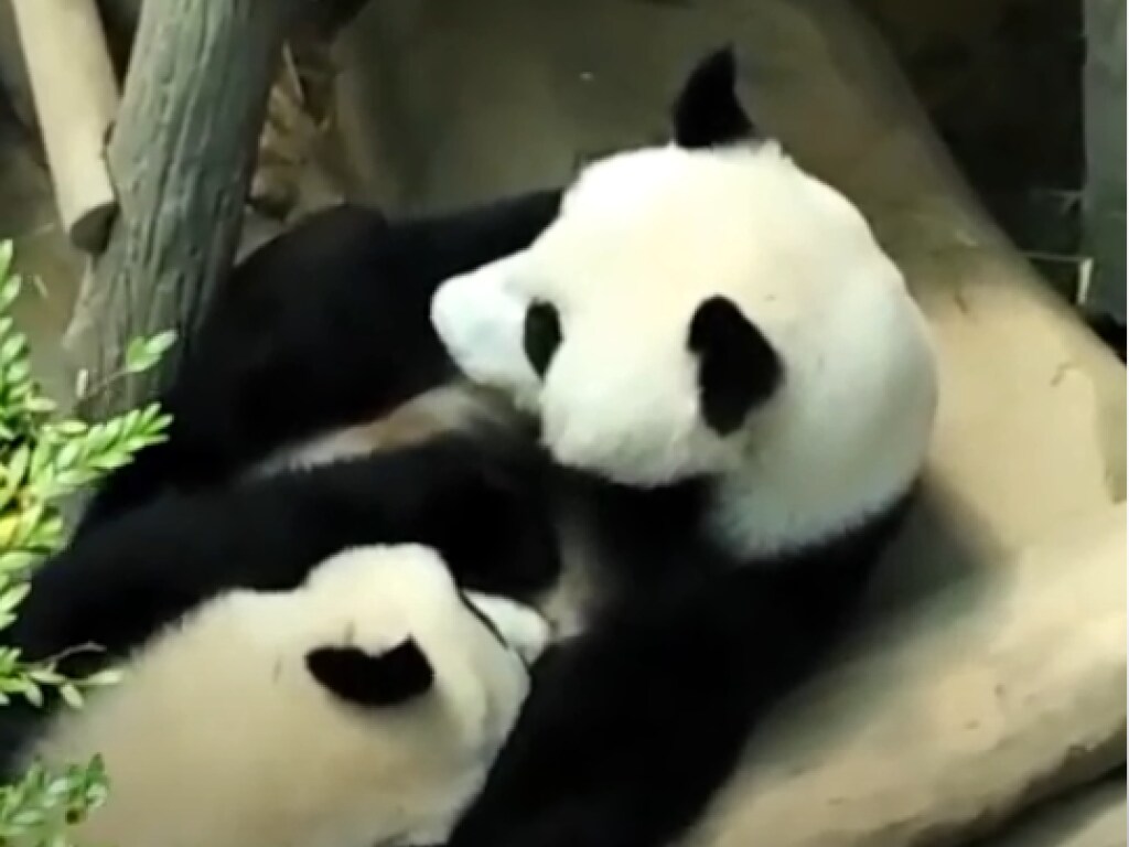 В Сети умилились от нежной сцены общения самца и самки панды (ФОТО, ВИДЕО)