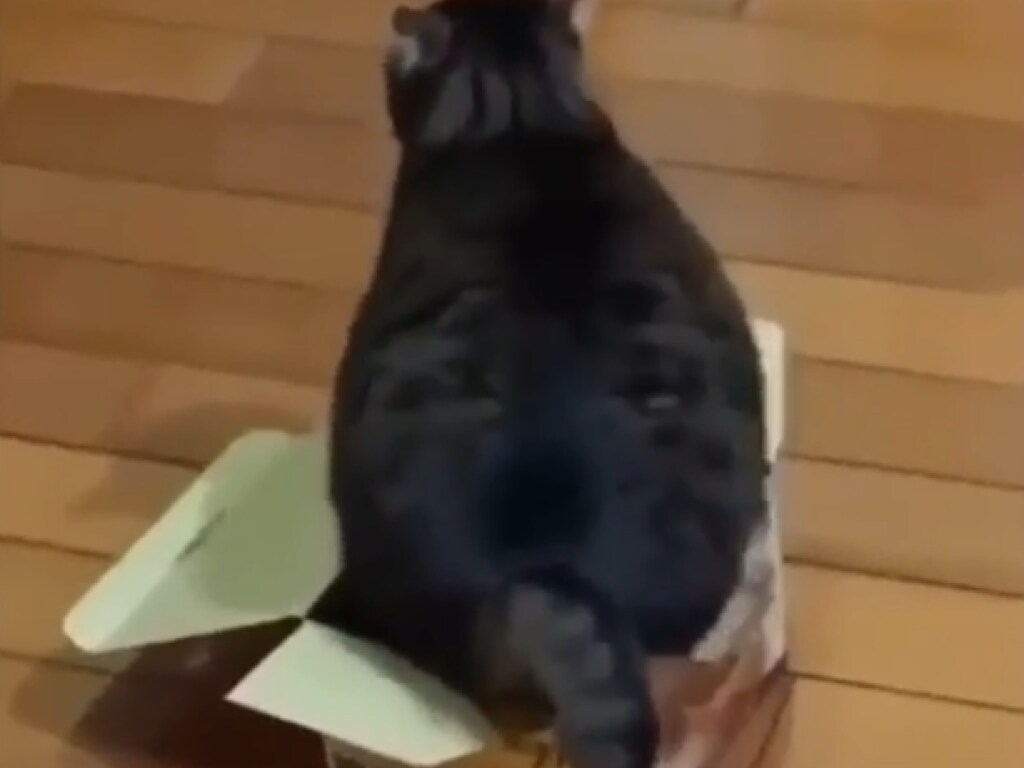 «Котя уж не маленький котенок!»: растолстевшее животное пытается влезть в коробку, опубликовано смешное видео