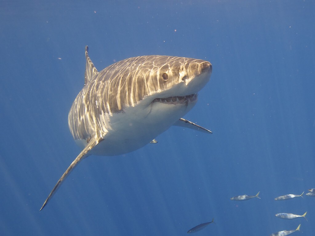 Серфер спас жену от акулы: прыгнул хищной рыбе на спину (ФОТО)