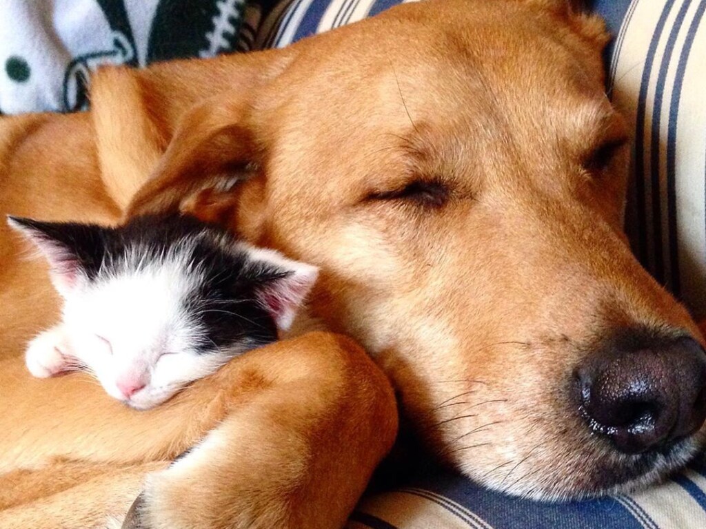 Трогательная дружба мамы-кошки, котят и собаки покорила Сеть (ВИДЕО)