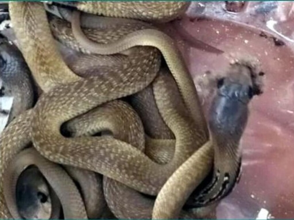 Опансая находка: индийский полицейский обнаружил в своем шкафу змеиное кубло