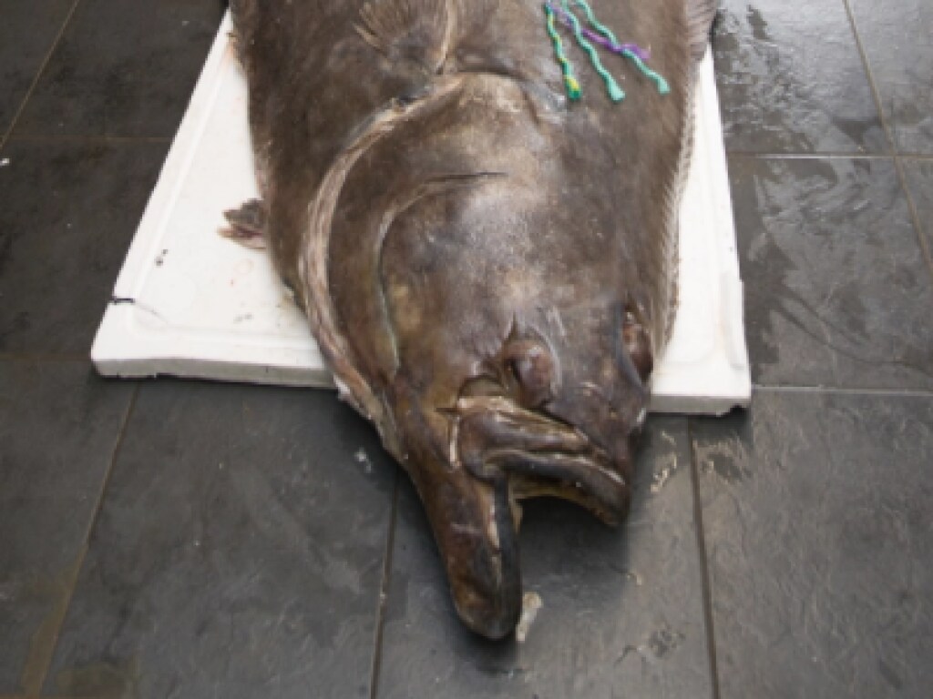 Рыбаки поймали рыбу-«монстра» и продали за 2,5 тысячи долларов (ФОТО)