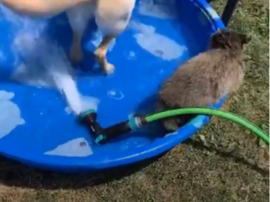 Енот дразнил собаку и игрался с водным шлангом: забавное видео развеселило Сеть