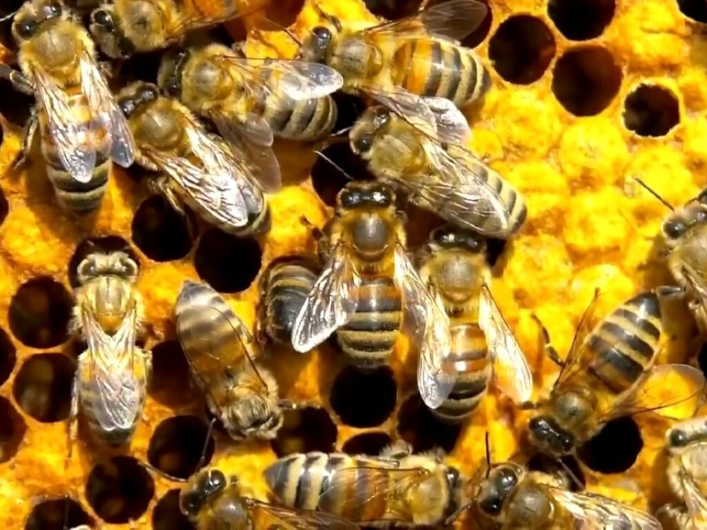 В Тернопольской области злоумышленник поджег пасеку: погибли 700 тысяч пчел