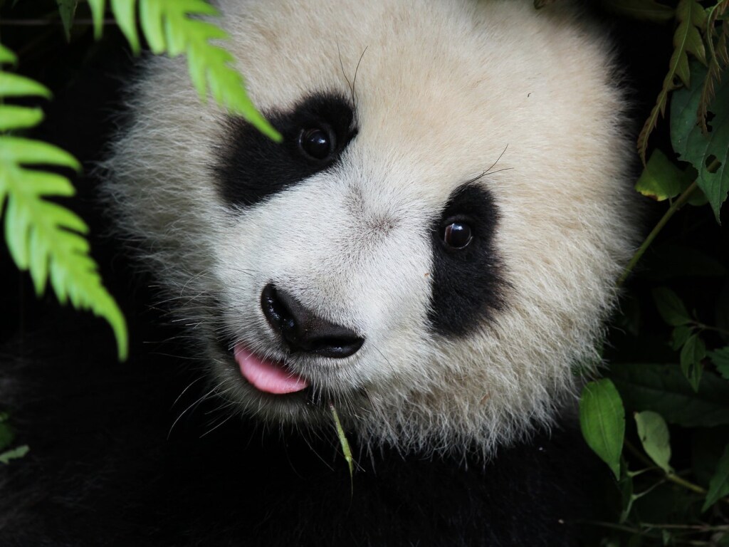 Самая старая панда в мире отпраздновала 38 день рождения: трогательное видео (ВИДЕО)