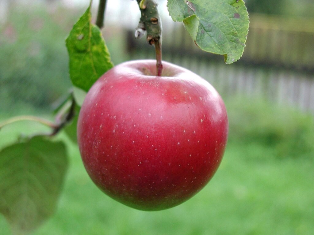 Ученые назвали самую полезную часть яблока