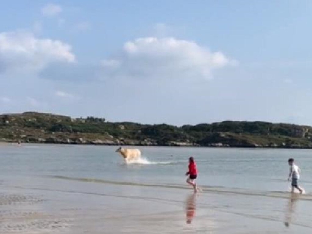 Корова внезапно выплыла из моря на пляж (ФОТО, ВИДЕО)