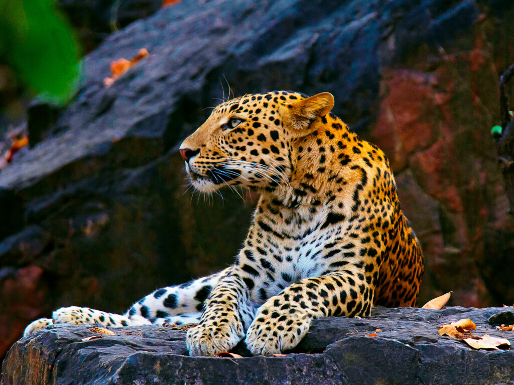 Самка леопарда прокралась в хижину фермера и родила четверых очаровательных котят (ВИДЕО)