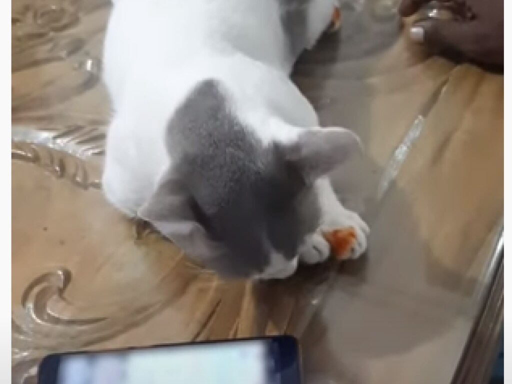 Кот, который любит лежать рядом со смартфоном хозяина, стал звездой Сети (ВИДЕО)