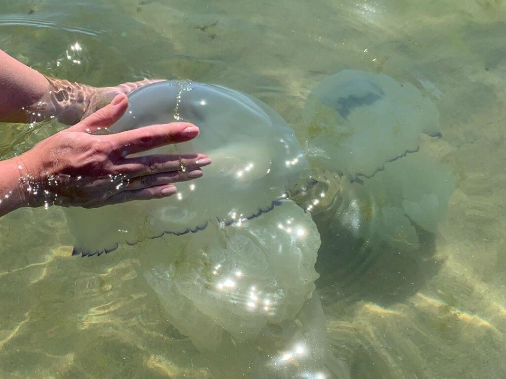 Отдыхающие боятся идти в воду: в Азовском море нашествие медуз (ФОТО, ВИДЕО)