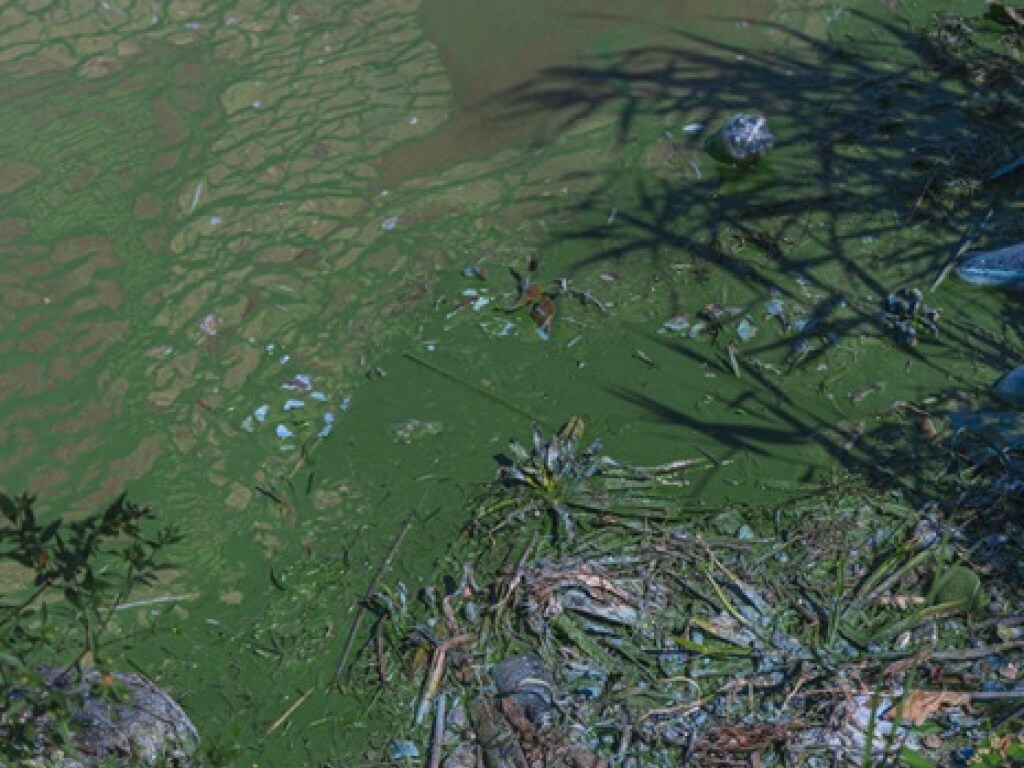 В Днепре вода превратилась в зловонный зеленый кисель (ФОТО)