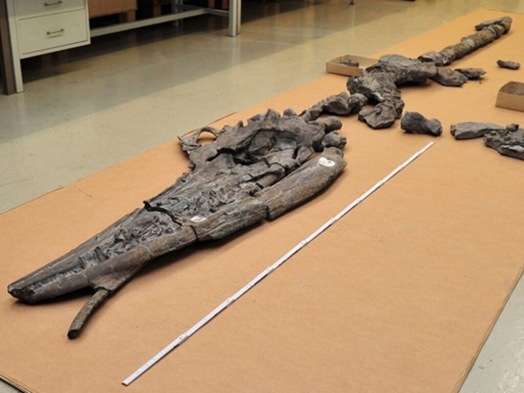 Ученые обнаружили невероятную находку внутри гигантского динозавра (ФОТО)