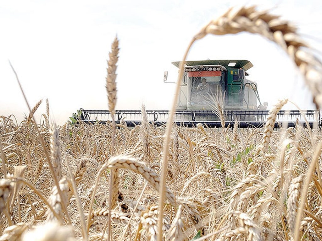В Польше фермеры посадили пшеницу среди многоэтажек: комбайны возле ЖК покорили Сеть (ВИДЕО)