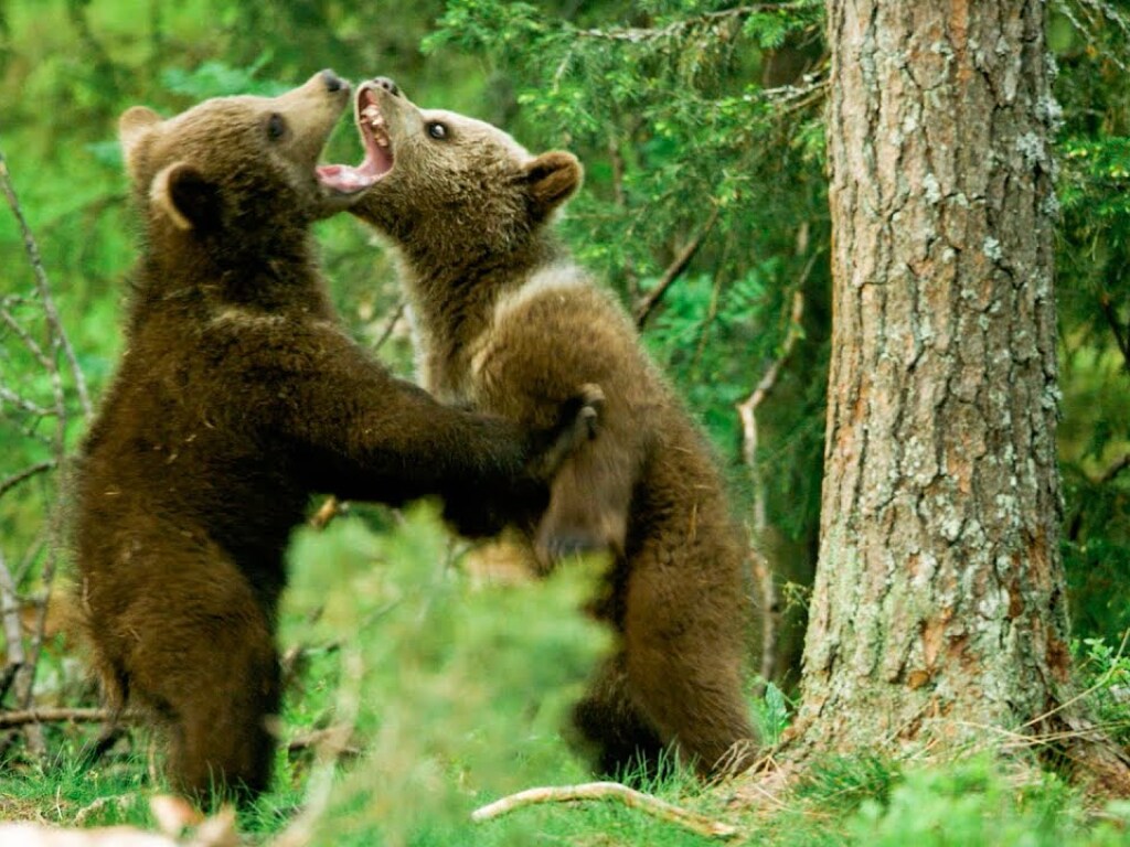 Туристы стали свидетелями медвежьей ссоры: видео захватывающей сцены