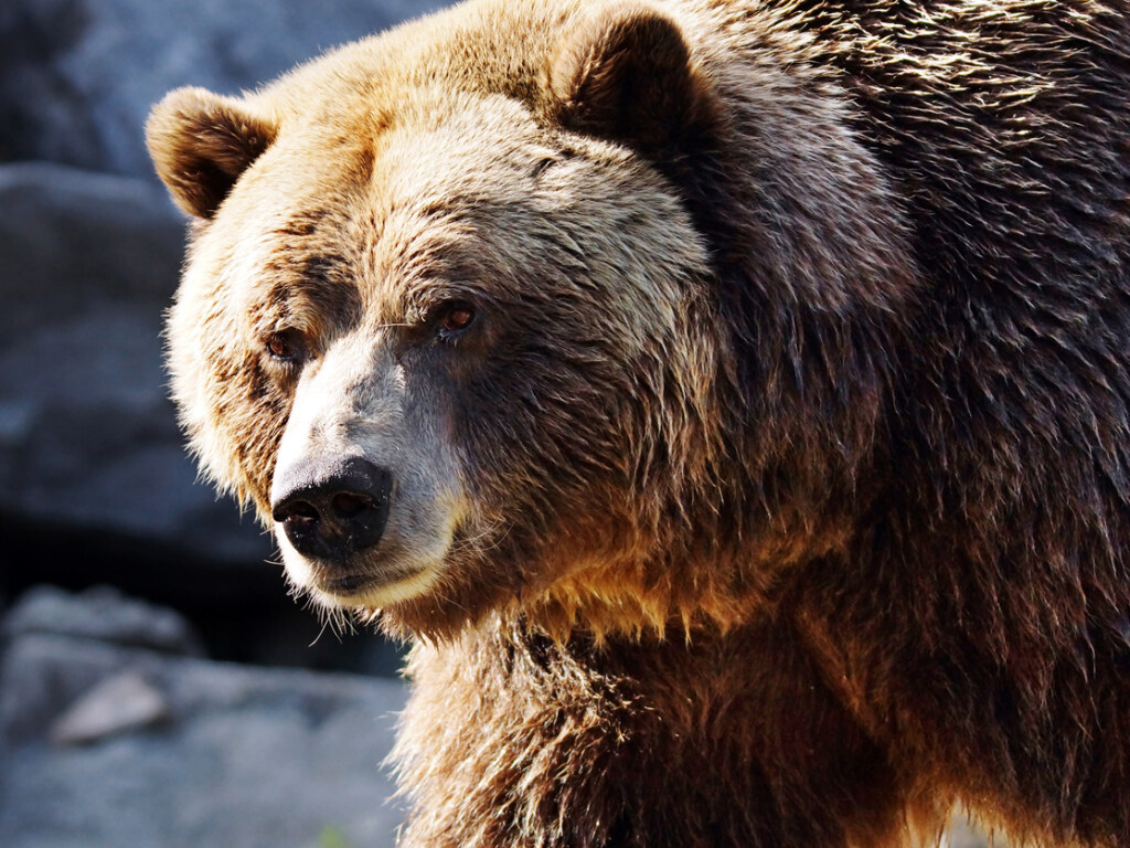 В американском заповеднике подрались медведи: видео схватки