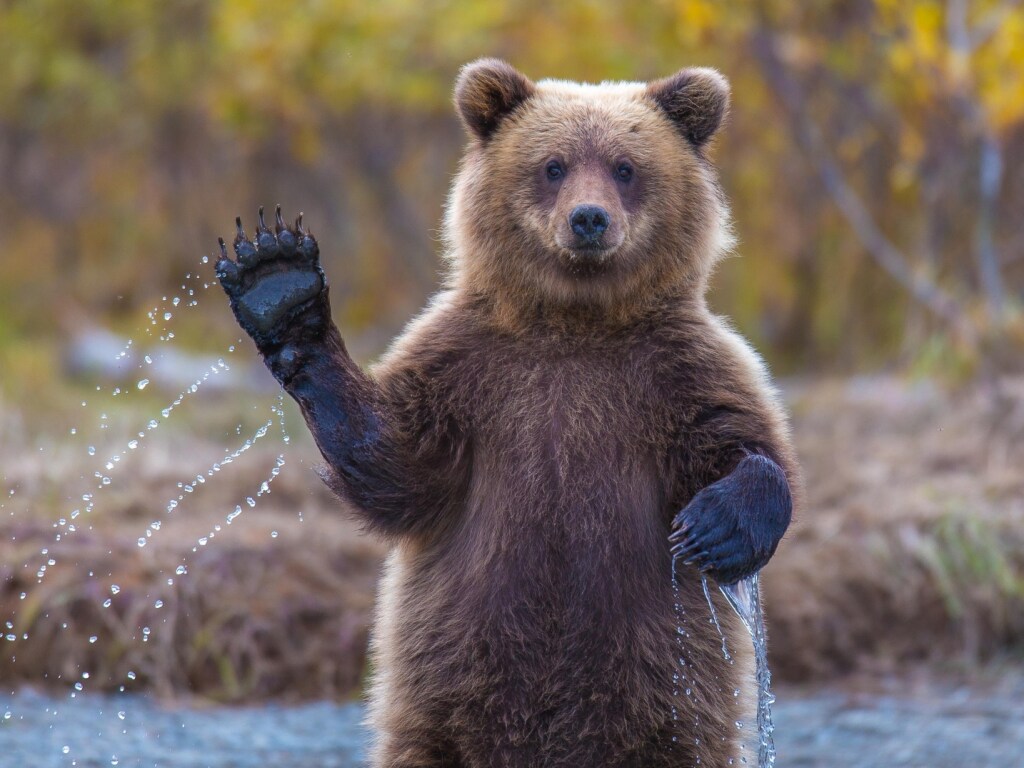 Медведь вышел из леса и присоединился к компании обедающих людей (ВИДЕО)