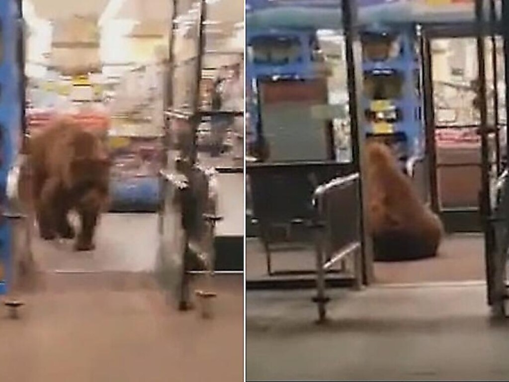 Наглый медведь украл пачку чипсов из супермаркета в Калифорнии (ФОТО, ВИДЕО)