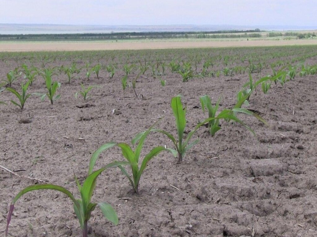 Засуха на полях в Одесской области несет угрозу продовольственной безопасности Украины &#8212; аграрии