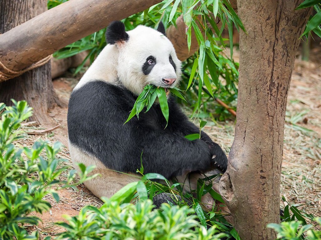 Поведение панд в зоопарке попало на видео и развеселило Сеть