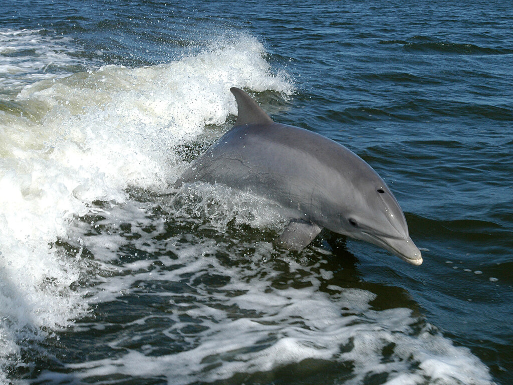 В Затоке дельфины подплыли к берегу для общения с отдыхающими (ВИДЕО)