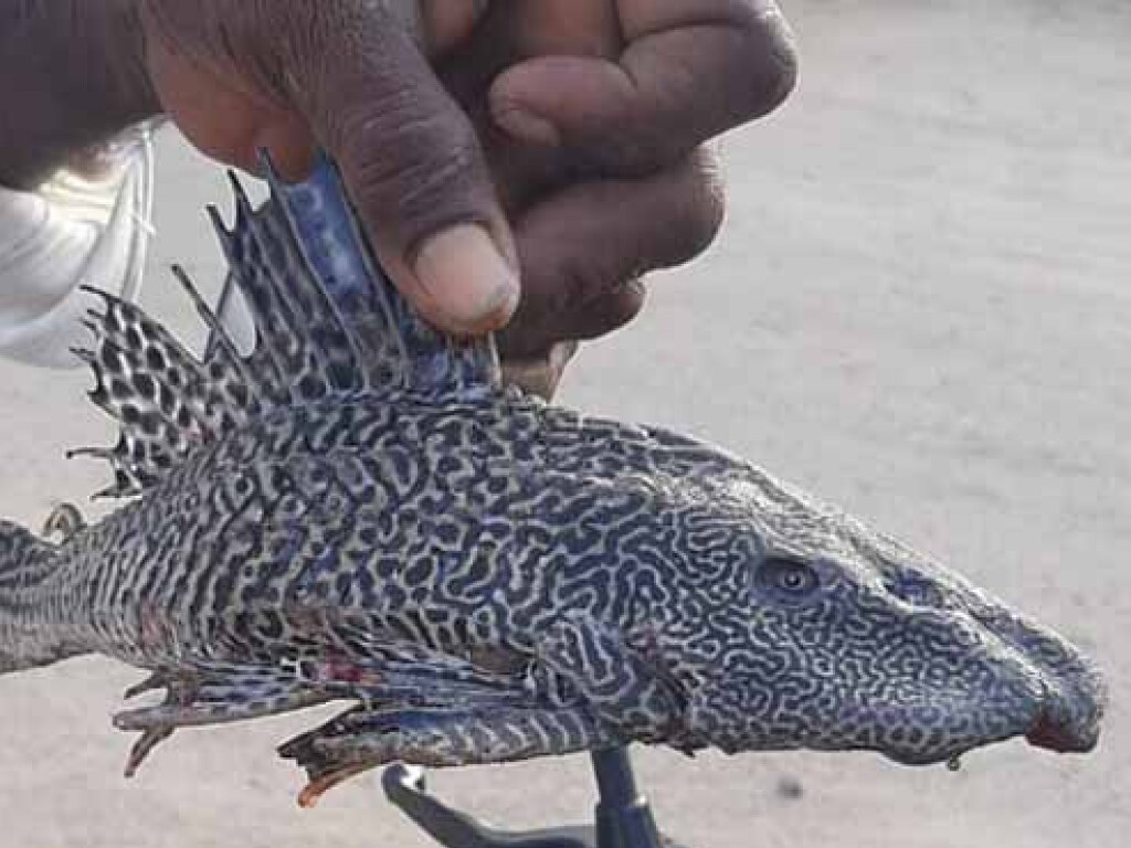 Рыбак выловил у берегов Индии чрезвычайно редкую рыбу (ФОТО)
