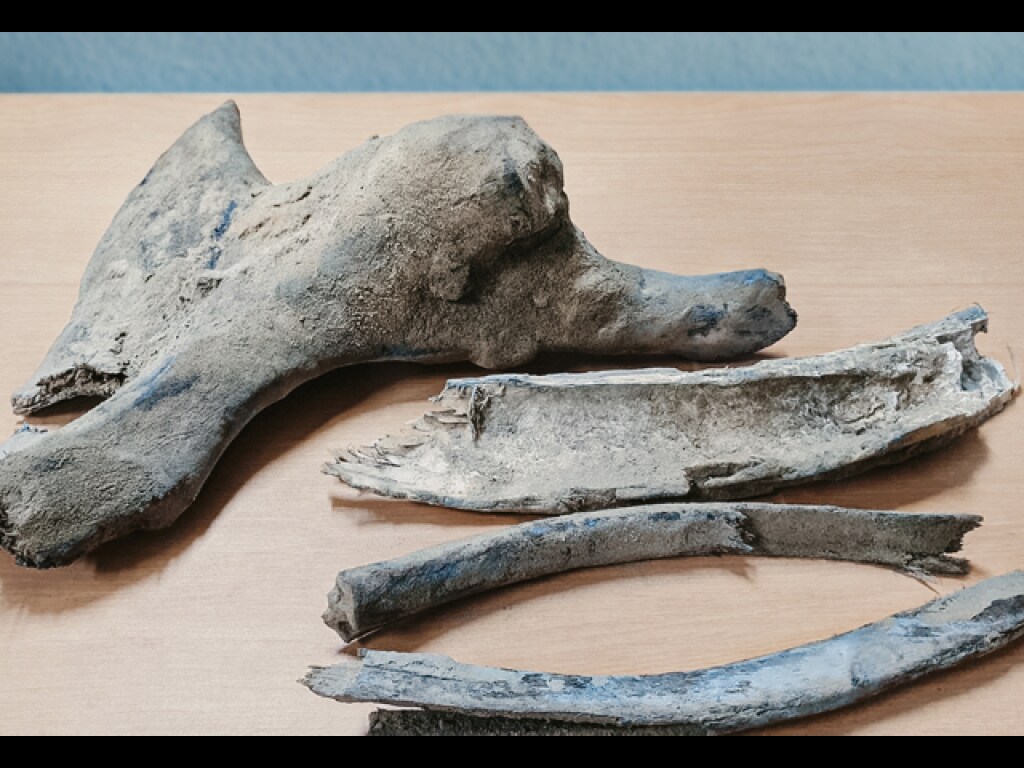 На Ямале обнаружили останки мамонта: фото бивня и черепа