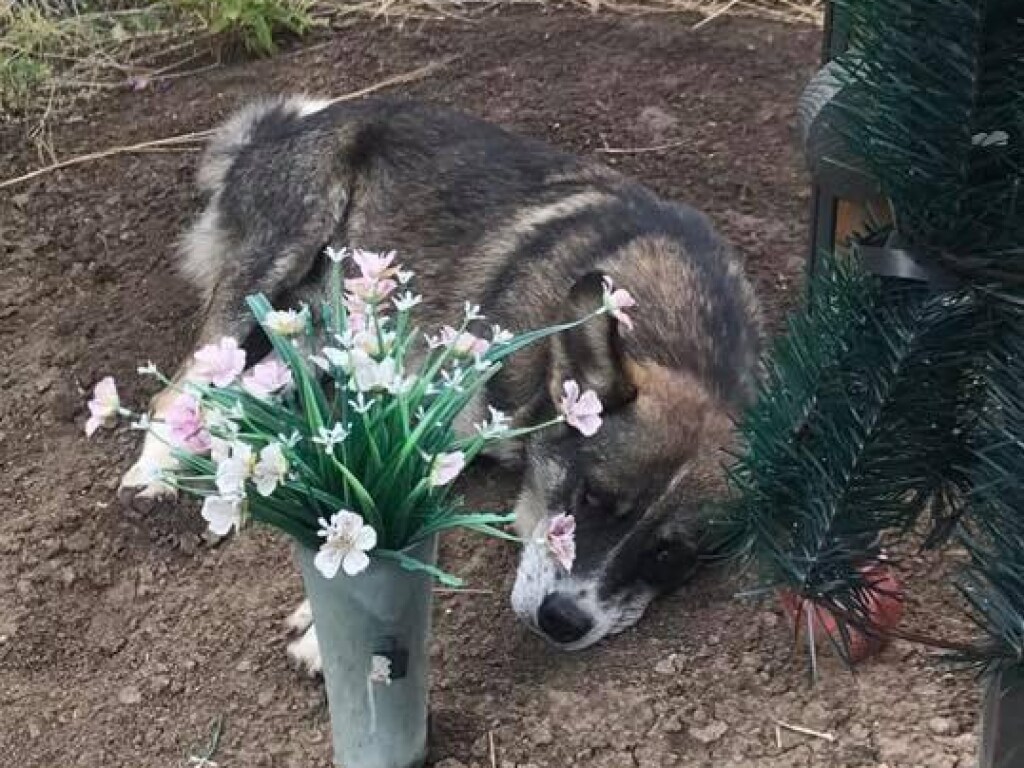 Украинский Хатико: собака скучает по погибшему хозяину и лежит на его могиле (ФОТО)