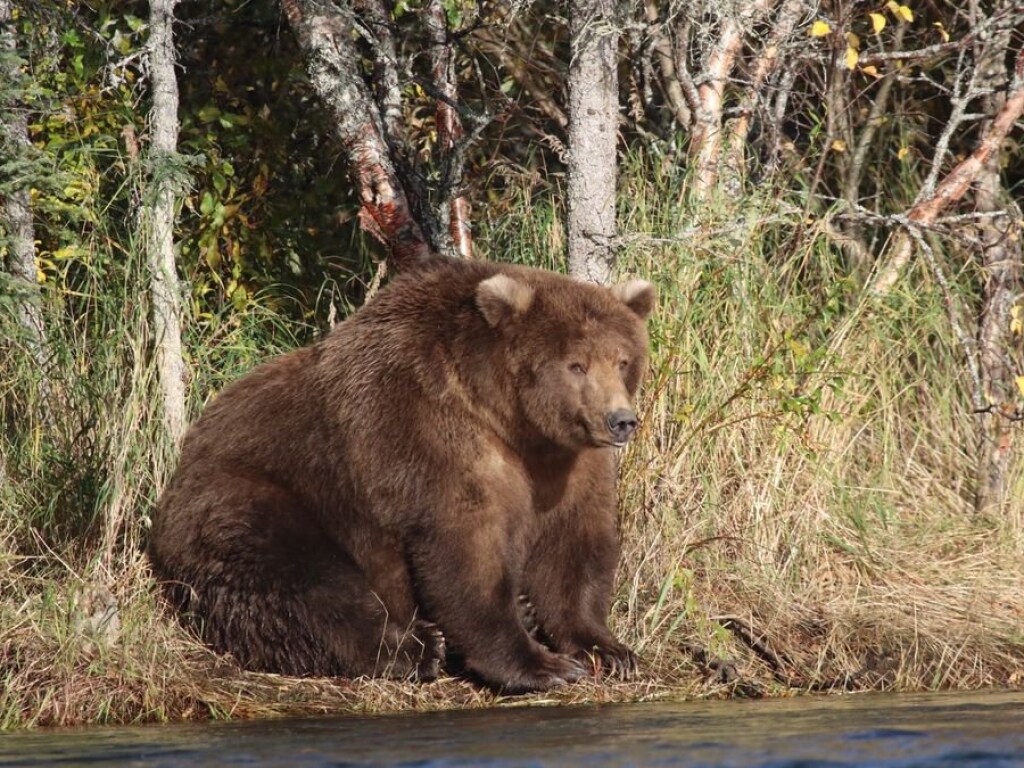 С трудом передвигается: На Аляске нашли одного из самых толстых медведей в мире (ВИДЕО)