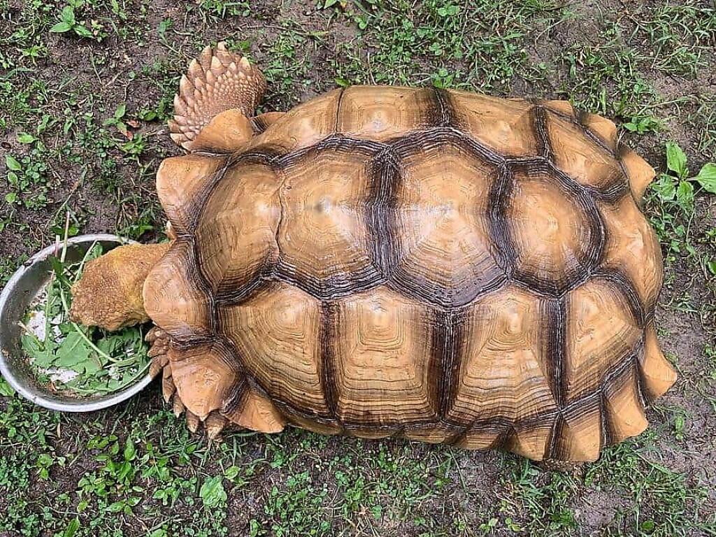 «Голодная и крайне изможденная»: сбежавшая от хозяев огромная черепаха вернулась домой через 2,5 месяца (ФОТО, ВИДЕО)