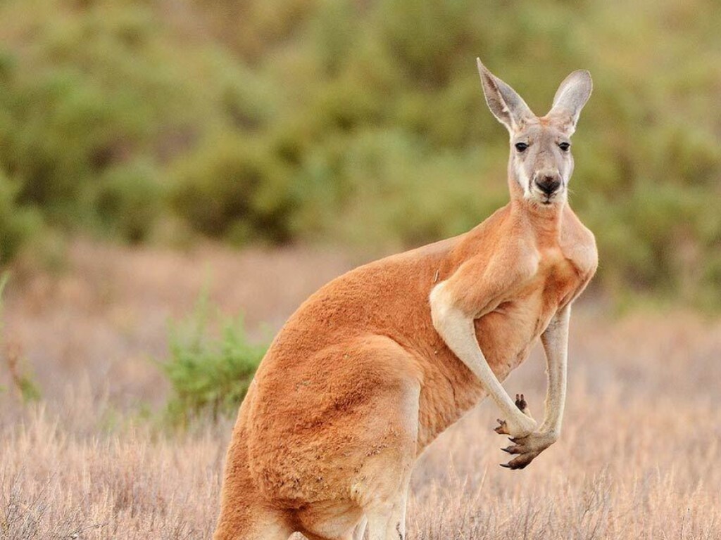 Пусть весь мир подождет: Безмятежный отдых кенгуру взорвал Сеть (ВИДЕО)