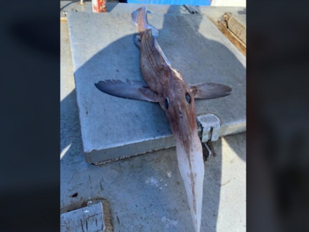 В Сети канадских рыбаков попало ужасающее существо с крыльями и огромным носом (ФОТО)