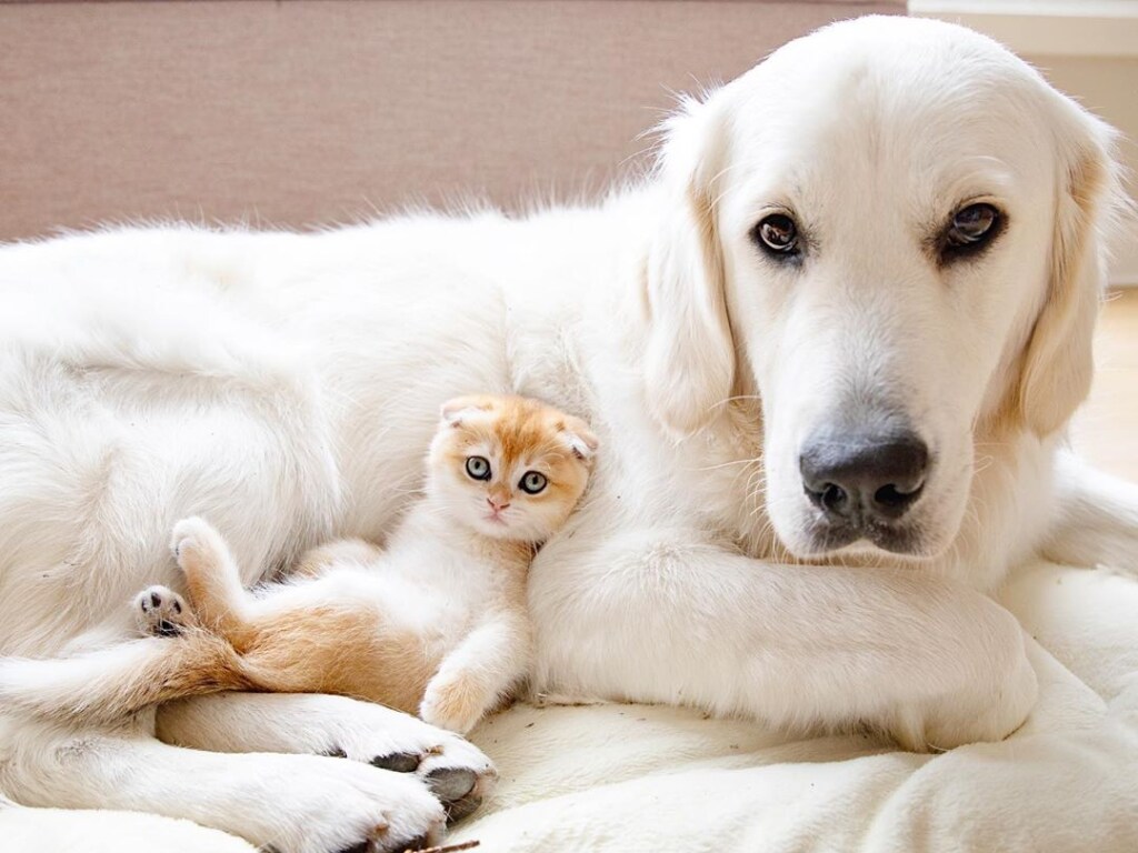 Дружба взрослого пса и маленького вислоухого котенка очаровала Сеть (ФОТО, ВИДЕО)