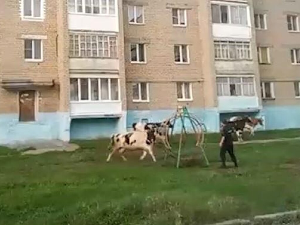 Стадо разъяренных коров атаковало город в РФ (ФОТО, ВИДЕО)