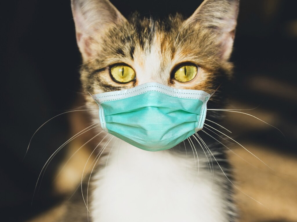 Ученые утверждают, что кошки являются отличными врачами