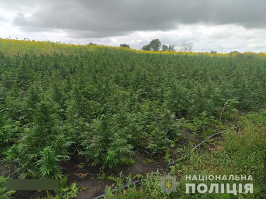 В Сумской области ликвидировали плантацию конопли &#8212; полиция (ФОТО, ВИДЕО)