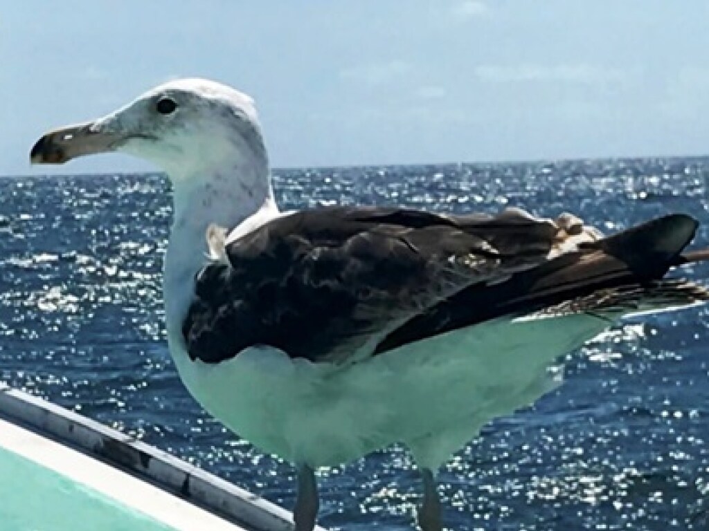 Капитан спас раненую чайку: птица 15 лет прилетает на его лодку (ФОТО)