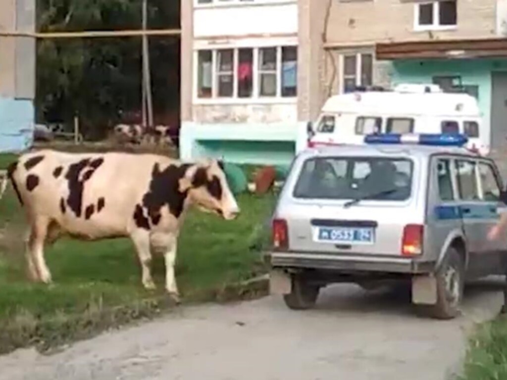Коровы отбились от стада и пришли в город: на парковке гуляла рогатая скотина (ФОТО)