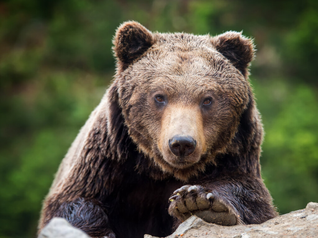 Зверь передумал лезть на гору, не смог поднять лапу: Толстый американский медведь стал звездой Сети (ФОТО, ВИДЕО)