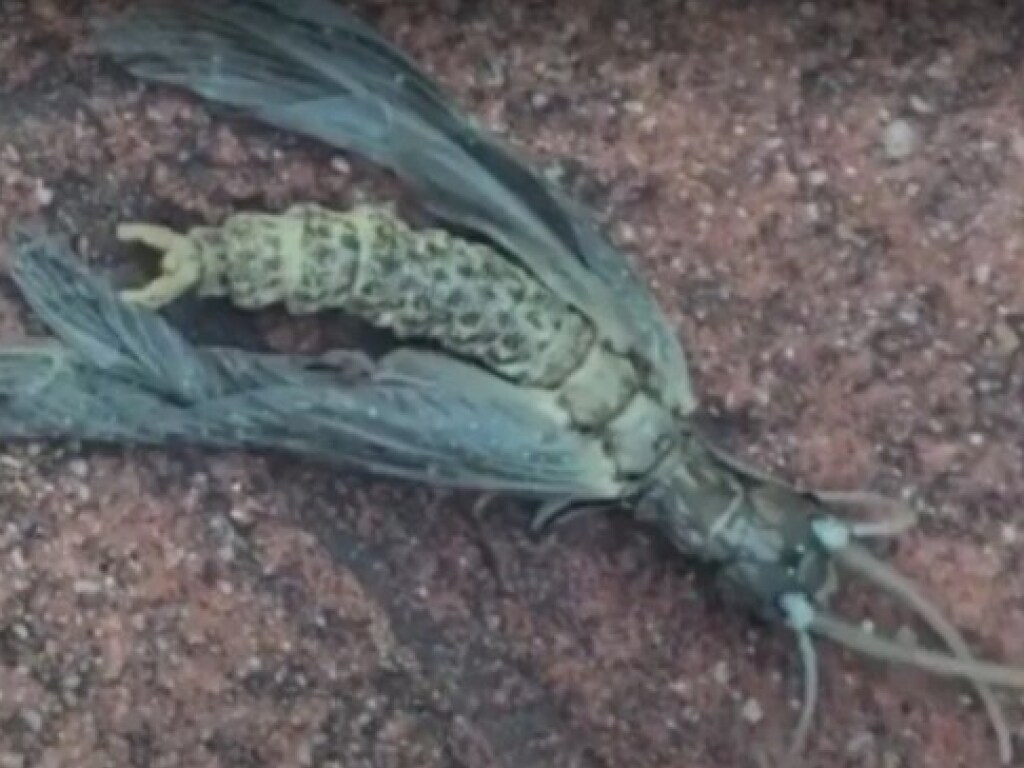 Американка случайно обнаружила «огромную стрекозу-мутанта» (ФОТО, ВИДЕО)