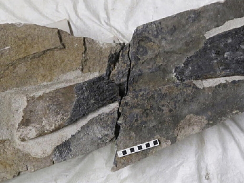 В Шотландии на пляже случайно обнаружили кость динозавра  (ФОТО)