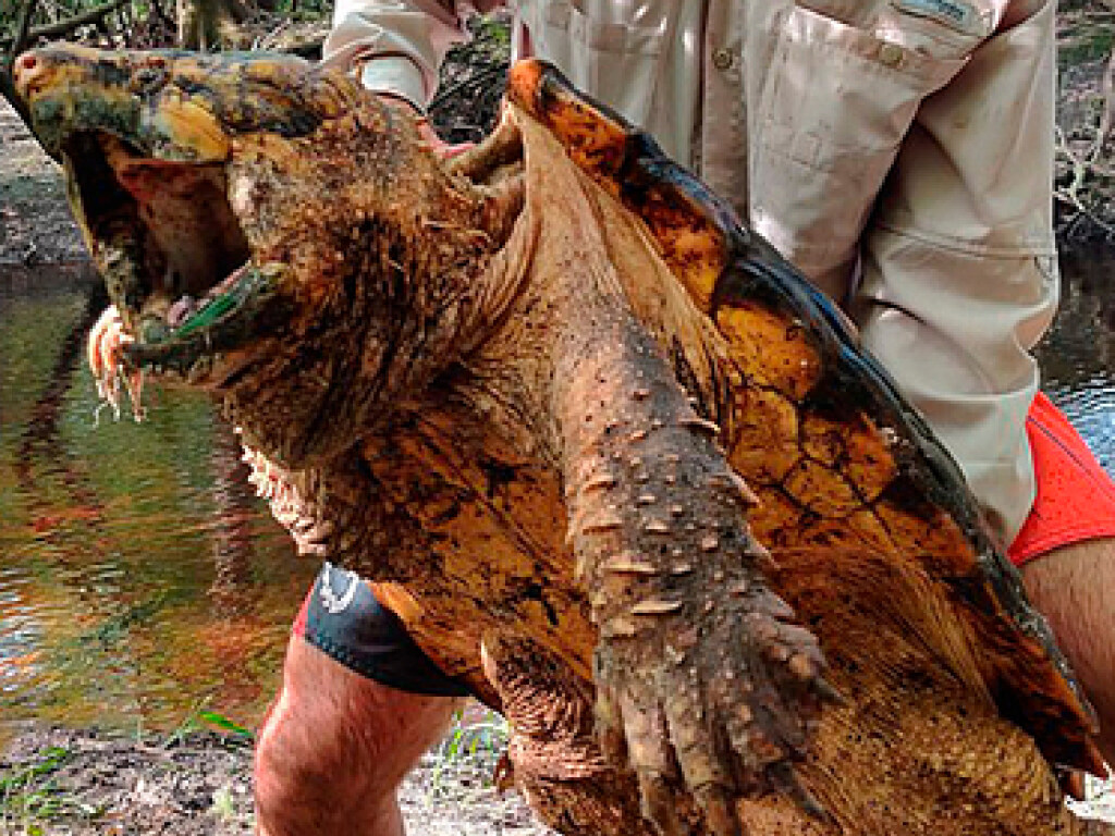 «Самец весом 45 килограммов»: во Флориде впервые нашли гигантскую грифовую черепаху