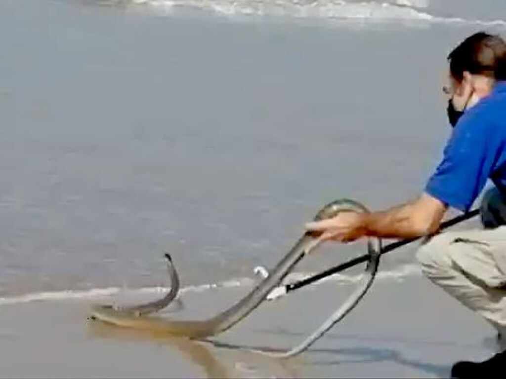В ЮАР змея распугала отдыхающих на пляже (ФОТО)