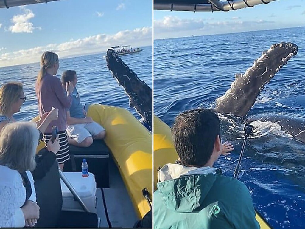 Дружелюбный кит поздоровался с туристами на лодке (ФОТО, ВИДЕО)