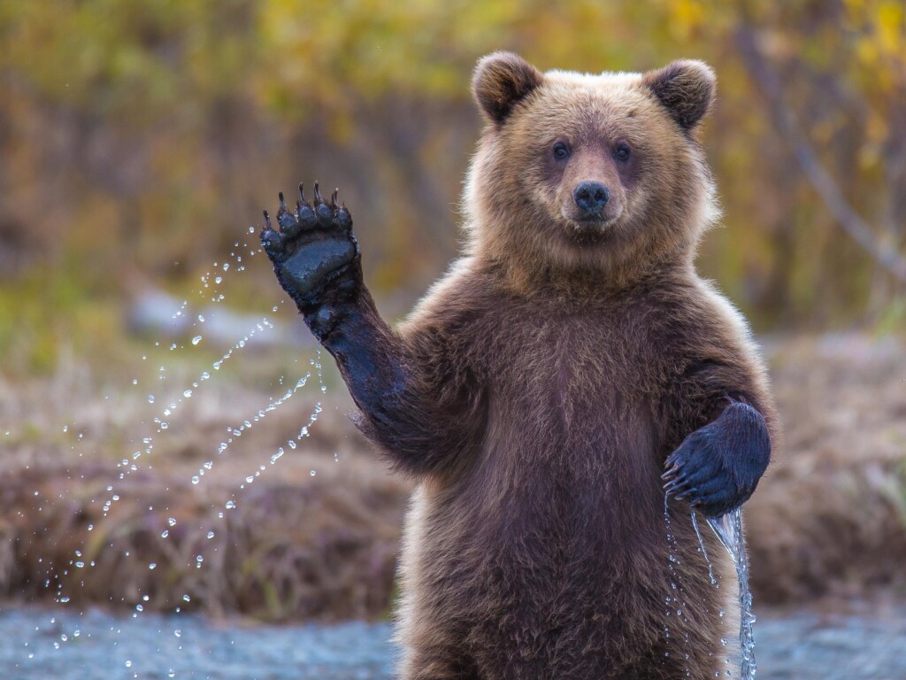 Медведь-сладкоежка подружился с карпатским пасечником (ВИДЕО)
