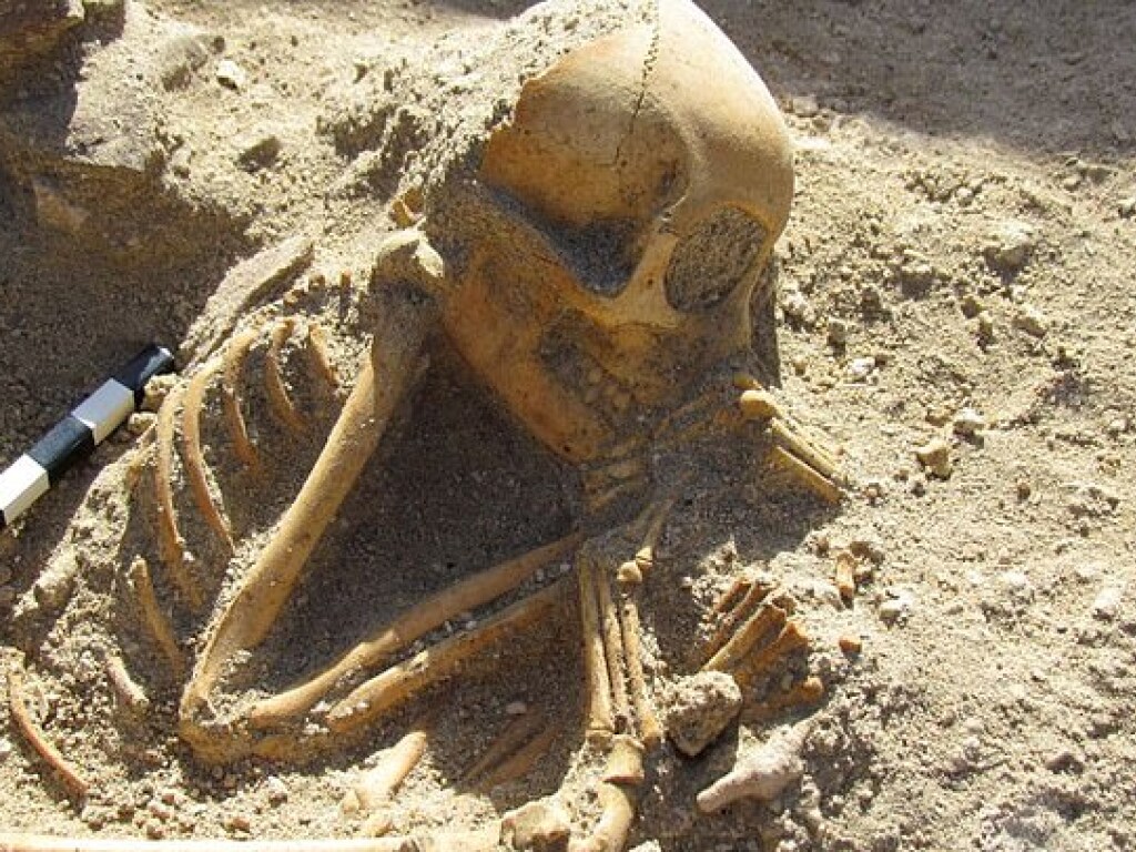 Словно спящие дети: Археологи раскопали в Египте странное кладбище домашних животных (ФОТО)